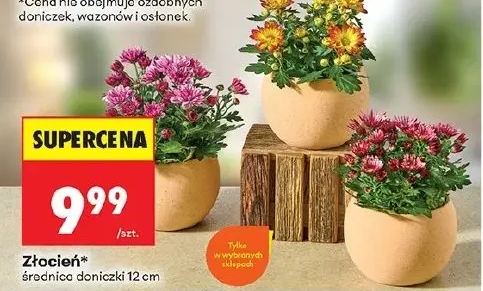 Złocień 1 szt.