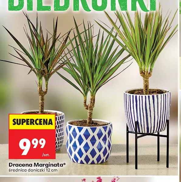 Dracena Marginata 1 szt.