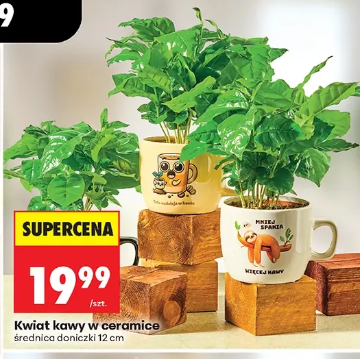 Kwiat kawy w ceramicе 1 szt.