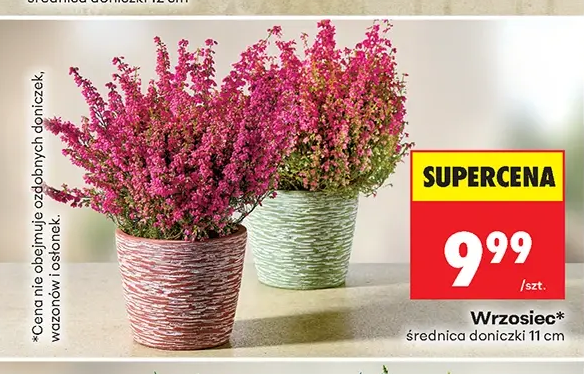 Wrzosiec 1 szt.