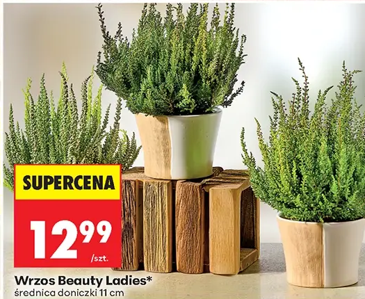 Wrzos Beauty Ladies 1 szt.