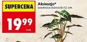 Alokazja 1 szt.