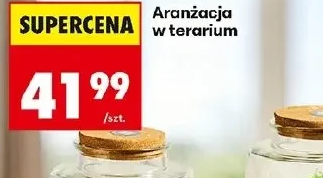 Aranżacja w terrarium 1 szt.