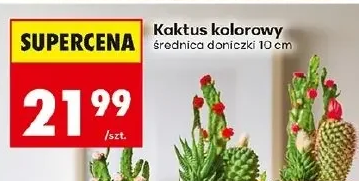 Kaktus kolorowy 1 szt.