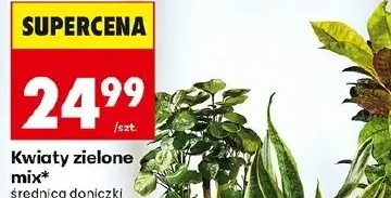Kwiaty zielone mix 1 szt.