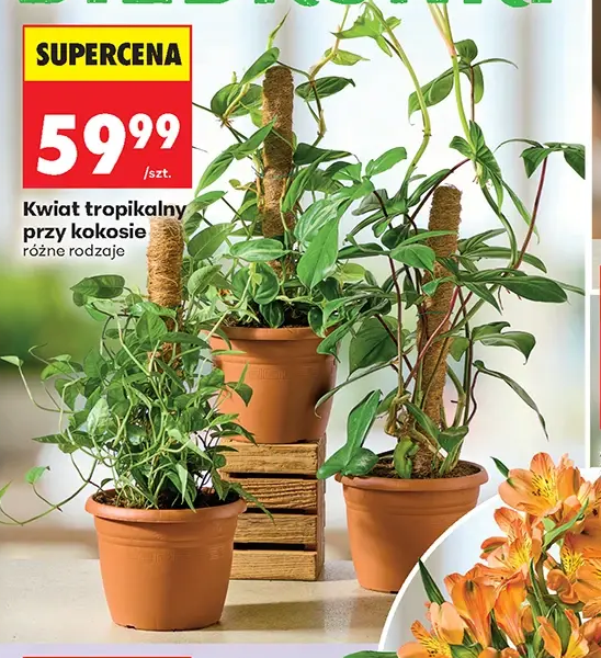 Kwiat tropikalny przy kokosie 1 szt.