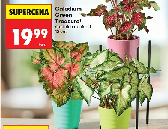 Caladium Green Treasure, średnica doniczki 12 cm 1 szt.