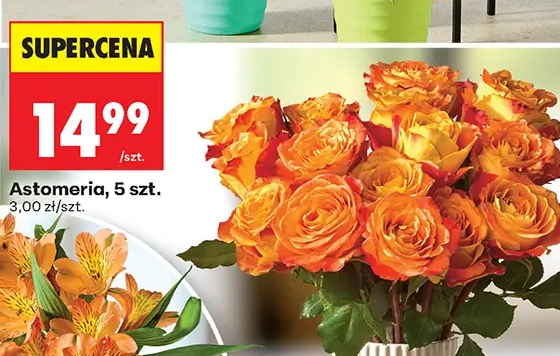 Astomeria 5 szt.