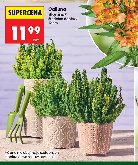 Calluna Skyline, średnica doniczki 12 cm 1 szt.