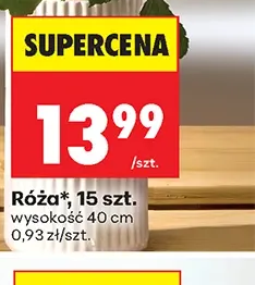 Róża wysokość 40 cm 15 szt.
