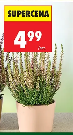 Wrzos pączkowy, średnica doniczki 9 cm 1 szt.