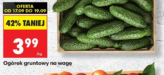 Ogórek gruntowy na wagę 1 kg