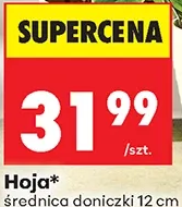 Hoja 1 szt.