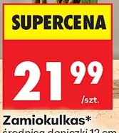 Zamiokulkas 1 szt.
