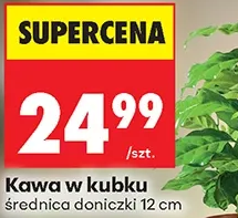 Kawa w kubku 1 szt.