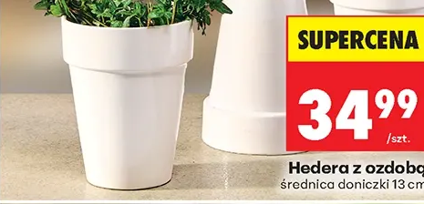 Hedera z ozdobą 1 szt.