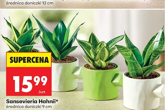 Sansevieria Hahnii 1 szt.