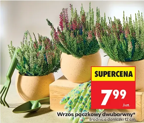 Wrzos pączkowy dwubarwny 1 szt.