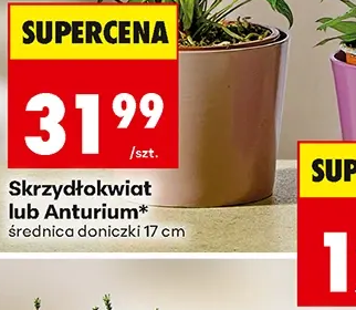 Skrzydłokwiat Anthurium 1 szt.