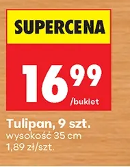 Tulipan 9 szt.