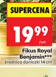 Fikus Royal Benjamini 1 szt.