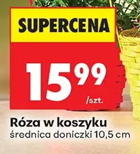 Róża w koszyku 1 szt.