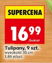 Tulipany wysokość 35 cm 9 szt.