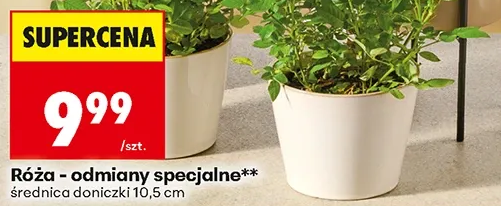 Róża – odmiany specjalne, średnica doniczki 10,5 cm 1 szt.