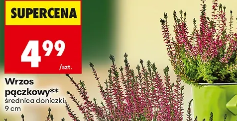 Wrzos pączkowy, średnica doniczki 9 cm 1 szt.