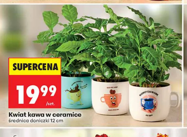 Kwiat kawa w ceramice 1 szt.