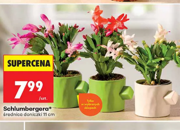 Schlumbergera 1 szt.