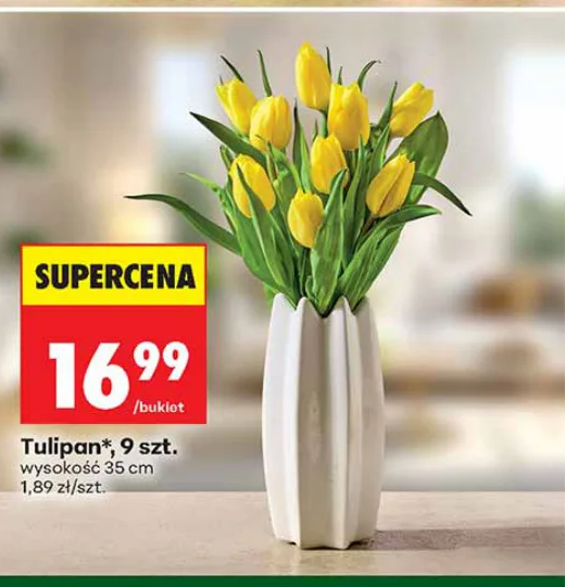 Tulipan 9 szt.