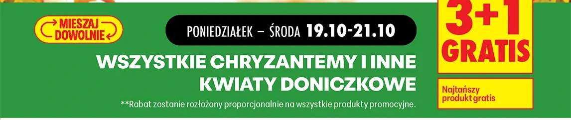 Wszystkie chryzantemy i inne kwiaty doniczkowe
