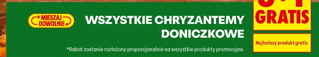 Wszystkie chryzantemy doniczkowe