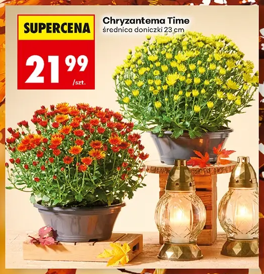 Chryzantema Time, średnica doniczki 23 cm 1 szt.