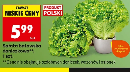 Sałata batawska doniczkowa 1 szt.